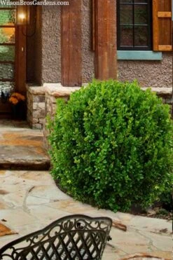 Winterstar Boxwood - 1 Gallon Pot 13 Winterstar Boxwood - 1 Gallon Pot -Wilson Bros Gardens buxus winterstar boxwood 4 1