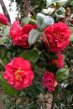 Turandot Camellia Japonica - 7 Gallon Pot -Wilson Bros Gardens caellia turandot 20