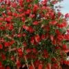 Red Cluster Bottlebrush Tree - 3 Gallon Pot -Wilson Bros Gardens callistemon red cluster bottlebrush 103