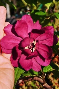 Hartlage Wine Sweetshrub (Calycanthus Raulstonii) - 3 Gallon Pot
