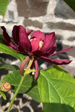Hartlage Wine Sweetshrub (Calycanthus Raulstonii) - 3 Gallon Pot -Wilson Bros Gardens calycanthus raulstonii hartlage wine sweetshrub 3