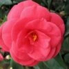 Arctic Rose Cold Hardy Red Camellia - 3 Gallon Pot -Wilson Bros Gardens camellia arctic rose 1