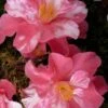 Coral Delight Camellia Hybrid - 1 Gallon Pot -Wilson Bros Gardens camellia coral delight 4