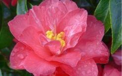 Coral Delight Camellia Hybrid - 1 Gallon Pot -Wilson Bros Gardens camellia coral delight 5