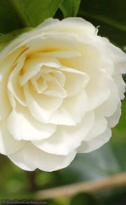 Dahlonega Camellia Japonica - 3 Gallon Pot 9 Dahlonega Camellia Japonica - 3 Gallon Pot -Wilson Bros Gardens camellia dahlonega 3