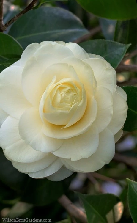 Dahlonega Camellia Japonica - 3 Gallon Pot 3 Dahlonega Camellia Japonica - 3 Gallon Pot