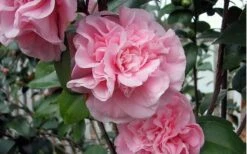 Debutante Pink Camellia Japonica - 6 Pack Of 1 Gallon Pots -Wilson Bros Gardens camellia debutante pink 5