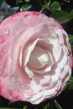 Desire Camellia Japonica - 3 Gallon Pot -Wilson Bros Gardens camellia desire 2 1