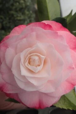 Desire Camellia Japonica - 1 Gallon Pot 10 Desire Camellia Japonica - 1 Gallon Pot -Wilson Bros Gardens camellia desire 3