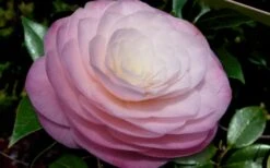 Ella Ward Parsons Camellia - 3 Gallon Pot 9 Ella Ward Parsons Camellia - 3 Gallon Pot -Wilson Bros Gardens camellia ella ward parsons 2