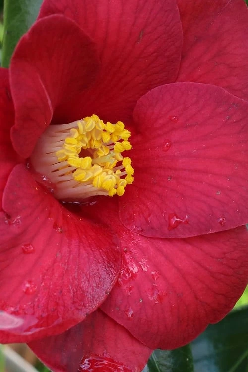 Adeyaka Camellia Japonica - 3 Gallon Pot 6 Adeyaka Camellia Japonica - 3 Gallon Pot - Image 4