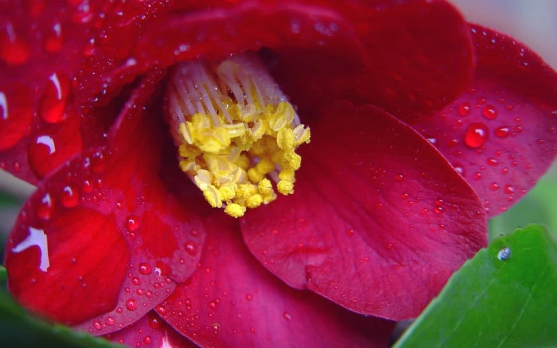 Adeyaka Camellia Japonica - 3 Gallon Pot 7 Adeyaka Camellia Japonica - 3 Gallon Pot - Image 5