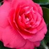 Rose Dawn Camellia Japonica - 1 Gallon Pot 2 Rose Dawn Camellia Japonica - 1 Gallon Pot -Wilson Bros Gardens camellia japonica rose dawn 23