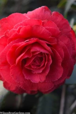 Rosea Superba Sport Camellia - 3 Gallon Pot -Wilson Bros Gardens camellia japonica rosea superba 1