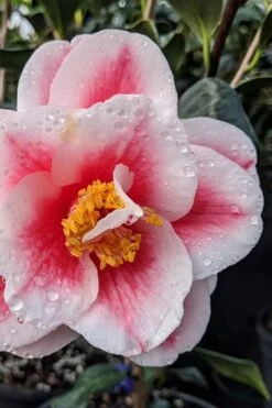 Sadaharu Oh Camellia - 7 Gallon Pot (3-4') 13 Sadaharu Oh Camellia - 7 Gallon Pot (3-4') -Wilson Bros Gardens camellia japonica sadaharu oh 100