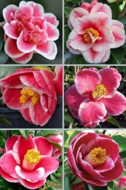 Sadaharu Oh Camellia - 7 Gallon Pot (3-4') 12 Sadaharu Oh Camellia - 7 Gallon Pot (3-4') -Wilson Bros Gardens camellia japonica sadaharu oh 102