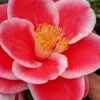 Sadaharu Oh Camellia - 7 Gallon Pot (3-4') -Wilson Bros Gardens camellia japonica sadaharu oh 104