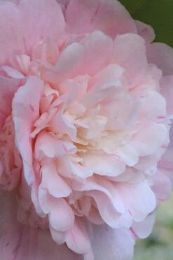 Thompsonii Camellia Japonica - 1 Gallon Pot -Wilson Bros Gardens camellia japonica thompsonii 2