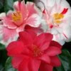 Lady Vansittart Multicolor Camellia Japonica - 2 Gallon Pot 1 Lady Vansittart Multicolor Camellia Japonica - 2 Gallon Pot -Wilson Bros Gardens camellia lady vansittart 50 1