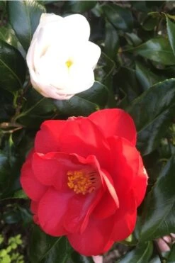 Lady Vansittart Multicolor Camellia Japonica - 1 Gallon Pot -Wilson Bros Gardens camellia lady vansittart red flower 1
