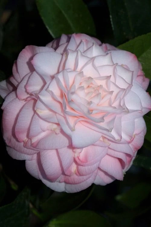 Little Susie Camellia - 1 Gallon Pot 3 Little Susie Camellia - 1 Gallon Pot