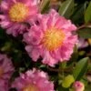 October Magic Carpet Dwarf Camellia - 1 Gallon Pot -Wilson Bros Gardens camellia october magic carpet 10