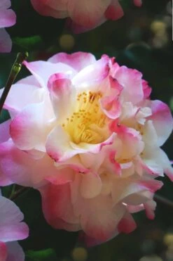 Omega Camellia Japonica - 3 Gallon Pot -Wilson Bros Gardens camellia omega 3