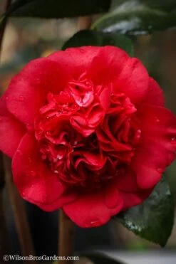 Professor Sargent Camellia Japonica - 6 Pack Of 1 Gallon Pots 11 Professor Sargent Camellia Japonica - 6 Pack Of 1 Gallon Pots -Wilson Bros Gardens camellia professor sargent 20