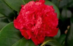Professor Sargent Camellia Japonica - 6 Pack Of 1 Gallon Pots 12 Professor Sargent Camellia Japonica - 6 Pack Of 1 Gallon Pots -Wilson Bros Gardens camellia professor sargent bloom