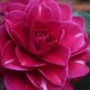 Purple Haze Camellia- 2 Gallon Pot -Wilson Bros Gardens camellia sasanqua purple haze 1
