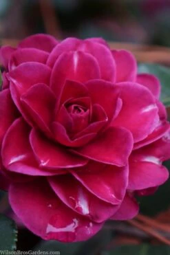 Purple Haze Camellia- 2 Gallon Pot