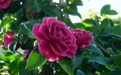 Purple Haze Camellia- 3 Gallon Pot -Wilson Bros Gardens camellia sasanqua purple haze 2 1