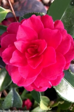 Purple Haze Camellia- 3 Gallon Pot -Wilson Bros Gardens camellia sasanqua purple haze 4 1