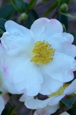 Sweet October Fragrant Camellia - 1 Gallon Pot -Wilson Bros Gardens camellia sasanqua sweet october 2