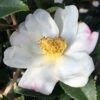 Sweet October Fragrant Camellia - 1 Gallon Pot -Wilson Bros Gardens camellia sasanqua sweet october 3