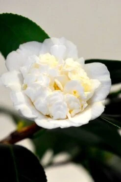 Shiro Karako White Camellia Rusticana - 3 Gallon Pot -Wilson Bros Gardens camellia shiro karako 1