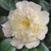 Shiro Karako White Camellia Rusticana - 3 Gallon Pot