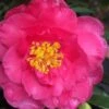 Shishi Gashira Dwarf Camellia Sasanqua - 7 Gallon Pot -Wilson Bros Gardens camellia shishi gashira 25