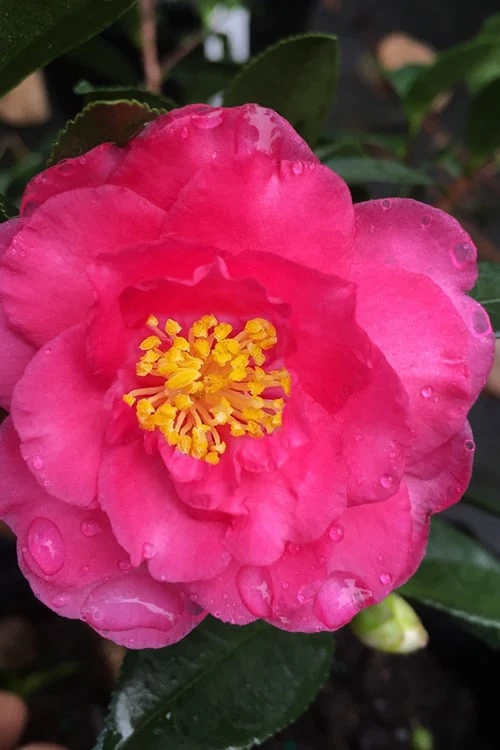 Shishi Gashira Dwarf Camellia Sasanqua - 7 Gallon Pot 3 Shishi Gashira Dwarf Camellia Sasanqua - 7 Gallon Pot