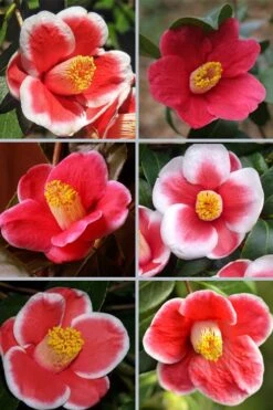 Tama No Ura Weeping Camellia Japonica - 3 Gallon Pot 12 Tama No Ura Weeping Camellia Japonica - 3 Gallon Pot -Wilson Bros Gardens camellia tama no ura sports 1