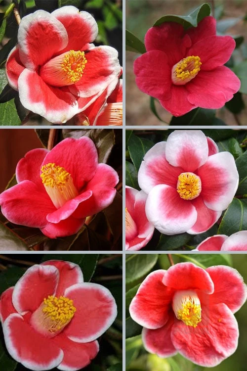 Tama No Ura Weeping Camellia Japonica - 3 Gallon Pot 6 Tama No Ura Weeping Camellia Japonica - 3 Gallon Pot - Image 4