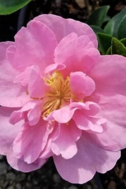 Taylors Perfection Pink Camellia Hybrid - 3 Gallon Pot -Wilson Bros Gardens camellia taylors perfection 5