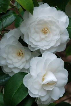 White By The Gate Camellia Japonica - 3 Gallon Pot -Wilson Bros Gardens camellia white by the gate 1