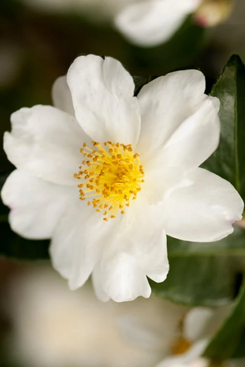 Winter's Cupid Camellia - 1 Gallon Pot 6 Winter's Cupid Camellia - 1 Gallon Pot - Image 4