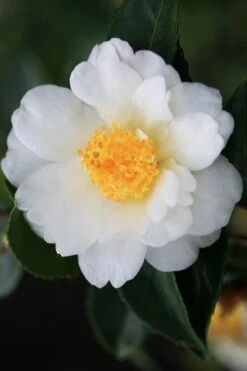 Winter's Cupid Camellia - 1 Gallon Pot 11 Winter's Cupid Camellia - 1 Gallon Pot -Wilson Bros Gardens camellia winters cupid 4 1