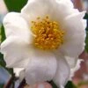Winter's Cupid Camellia - 1 Gallon Pot -Wilson Bros Gardens camellia winters cupid 5 1
