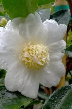 Winter's Snowman Camellia Hybrid - 1 Gallon Pot -Wilson Bros Gardens camellia winters snowman 105