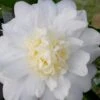Winter's Snowman Camellia Hybrid - 1 Gallon Pot 2 Winter's Snowman Camellia Hybrid - 1 Gallon Pot -Wilson Bros Gardens camellia winters snowman 106