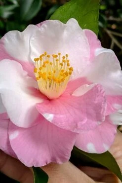 Shibori-Egao Camellia - 3 Gallon Pot