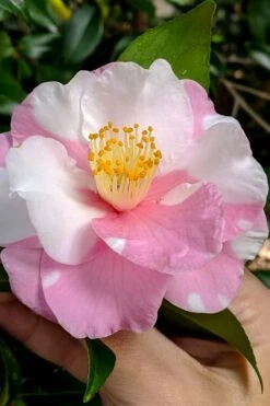 Shibori-Egao Camellia - 3 Gallon Pot -Wilson Bros Gardens camellia x vernalis shibori egao 102